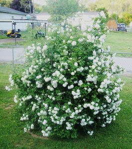 The inspirational snowball bush. So many flowers!