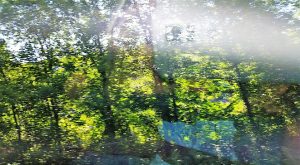 Think of the trees we could save, like these in Connecticut. They were so beautiful and green.