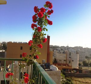 Here's a picture from my balcony in Madaba, Jordan. I hope to find some interesting textiles in the bazaars as I travel through the country.
